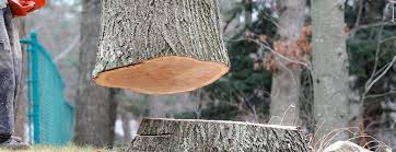 How Our Tree Care Process Works  in  Mount Ivy, NY