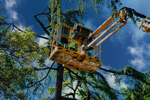 Best Tree Maintenance Programs  in Mount Ivy, NY