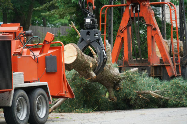 Best Tree Trimming and Pruning  in Mount Ivy, NY